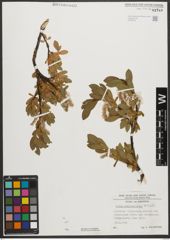 Foto von Salix waldsteiniana Willd.